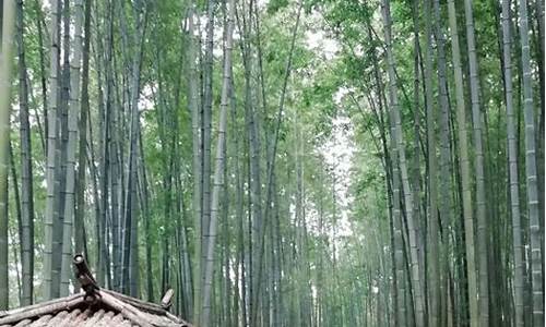 蜀南竹海本地人门票多少_蜀南竹海本地人门票多少钱一张