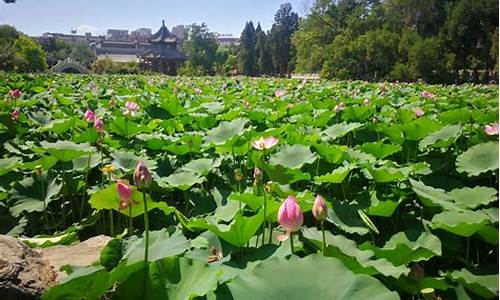 莲花池_莲花池公园